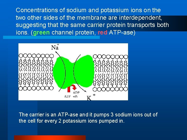 Concentrations of sodium and potassium ions on the two other sides of the membrane