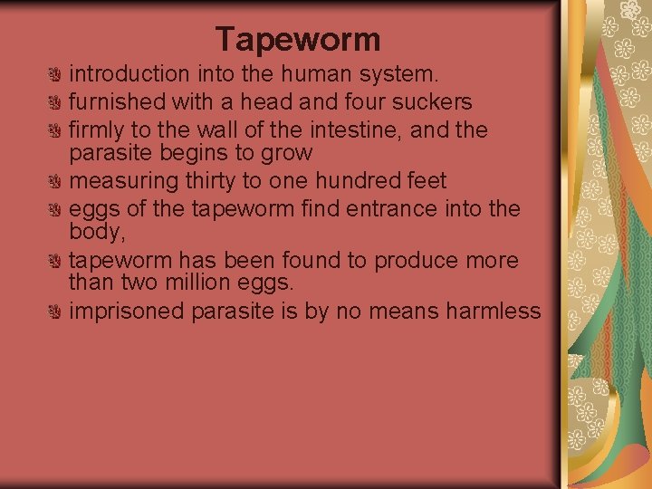 Tapeworm introduction into the human system. furnished with a head and four suckers firmly