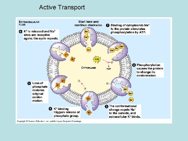 Active Transport 