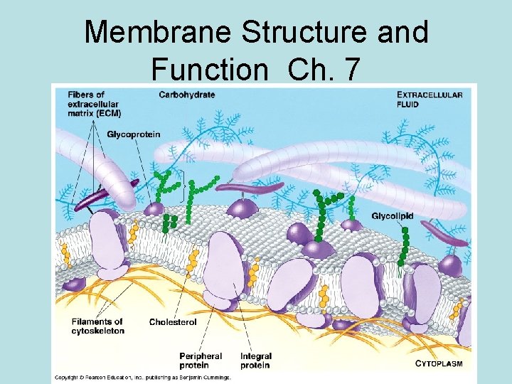 Membrane Structure and Function Ch. 7 