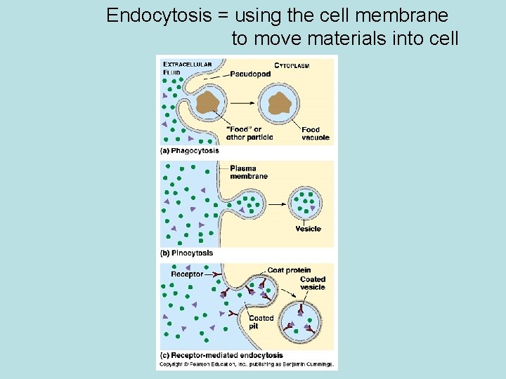 Endocytosis = using the cell membrane to move materials into cell 