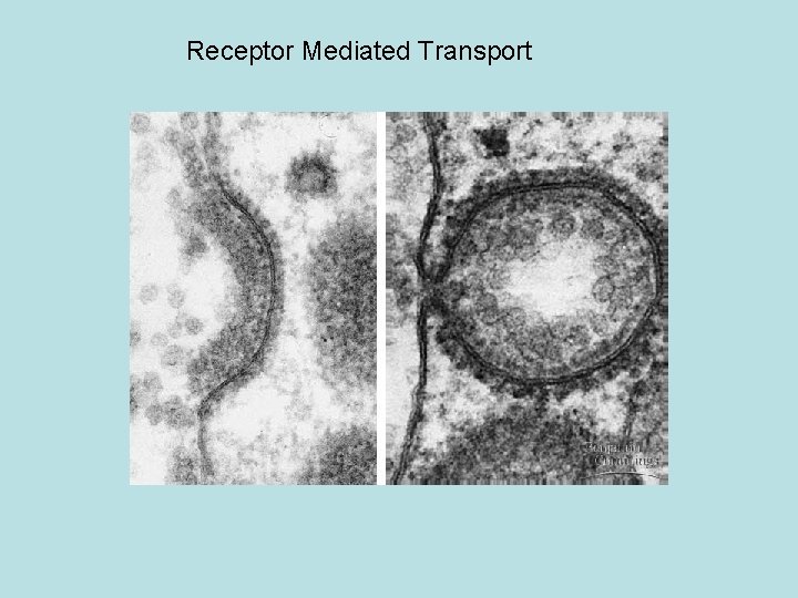 Receptor Mediated Transport 