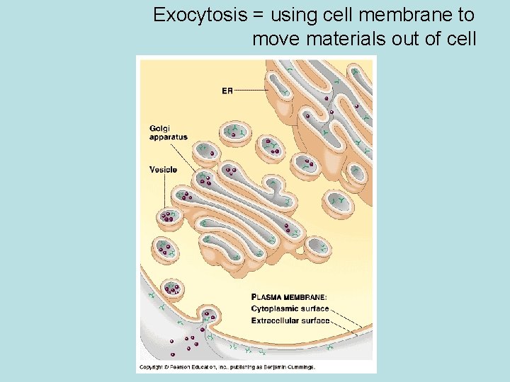 Exocytosis = using cell membrane to move materials out of cell 