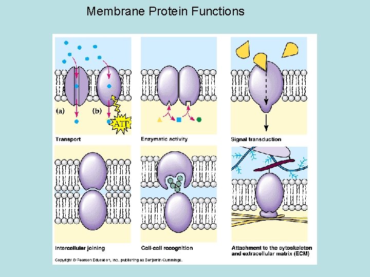 Membrane Protein Functions 