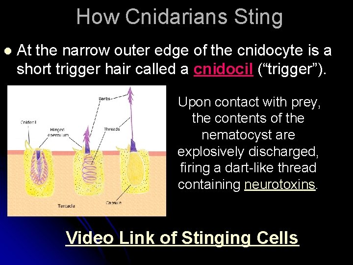 How Cnidarians Sting l At the narrow outer edge of the cnidocyte is a