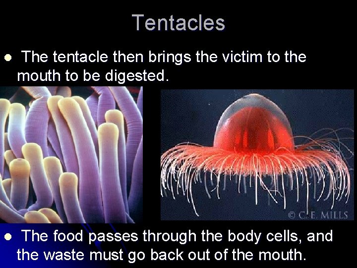 Tentacles l The tentacle then brings the victim to the mouth to be digested.