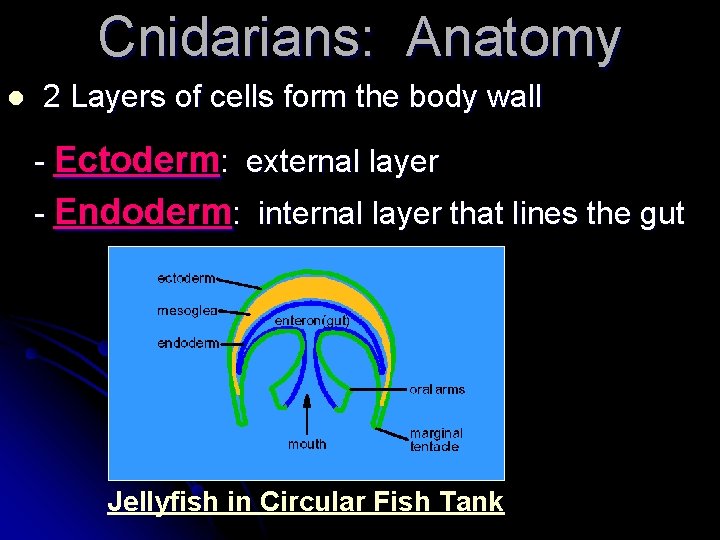 Cnidarians: Anatomy l 2 Layers of cells form the body wall - Ectoderm: external