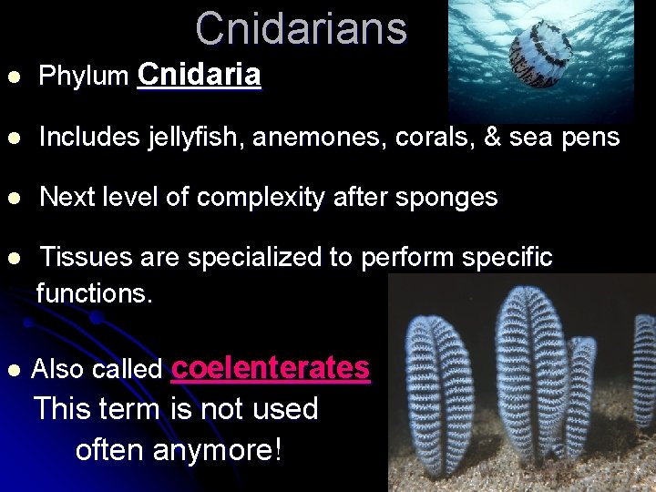 Cnidarians l Phylum Cnidaria l Includes jellyfish, anemones, corals, & sea pens l Next