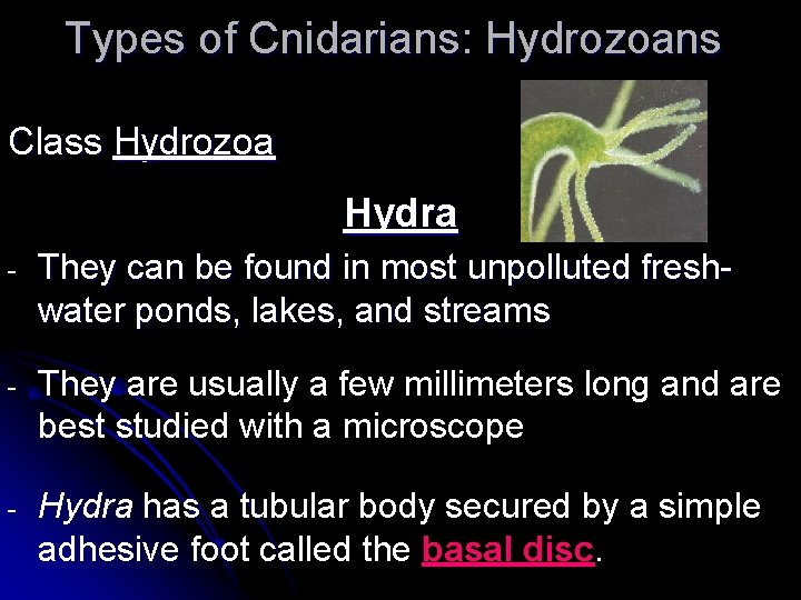 Types of Cnidarians: Hydrozoans Class Hydrozoa Hydra - They can be found in most