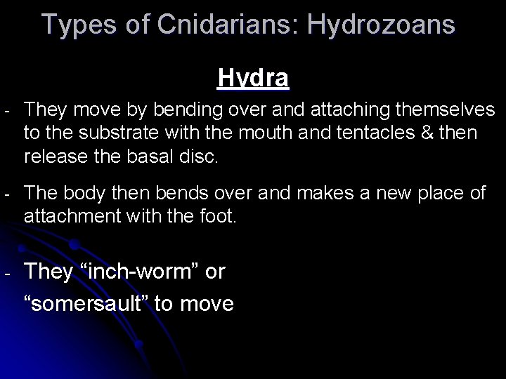 Types of Cnidarians: Hydrozoans Hydra - They move by bending over and attaching themselves