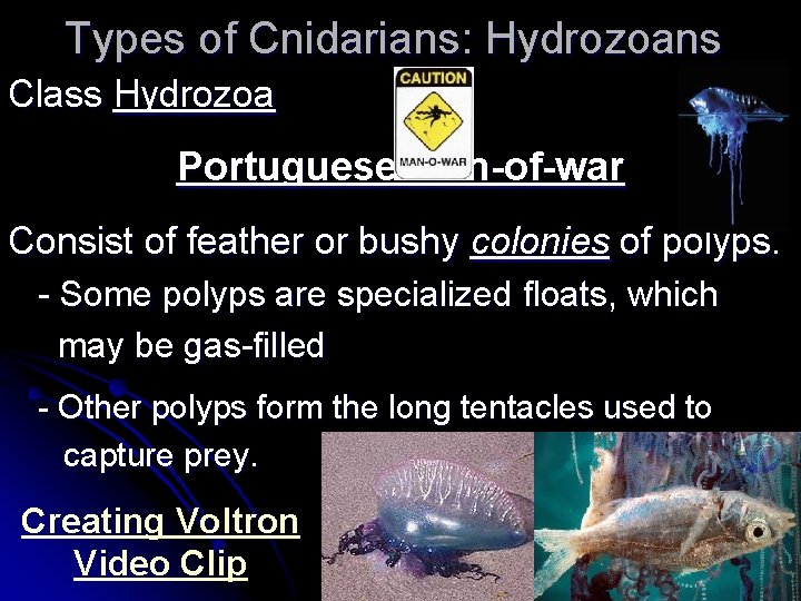 Types of Cnidarians: Hydrozoans Class Hydrozoa Portuguese man-of-war Consist of feather or bushy colonies