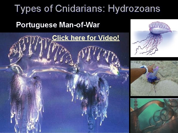 Types of Cnidarians: Hydrozoans Portuguese Man-of-War Click here for Video! 