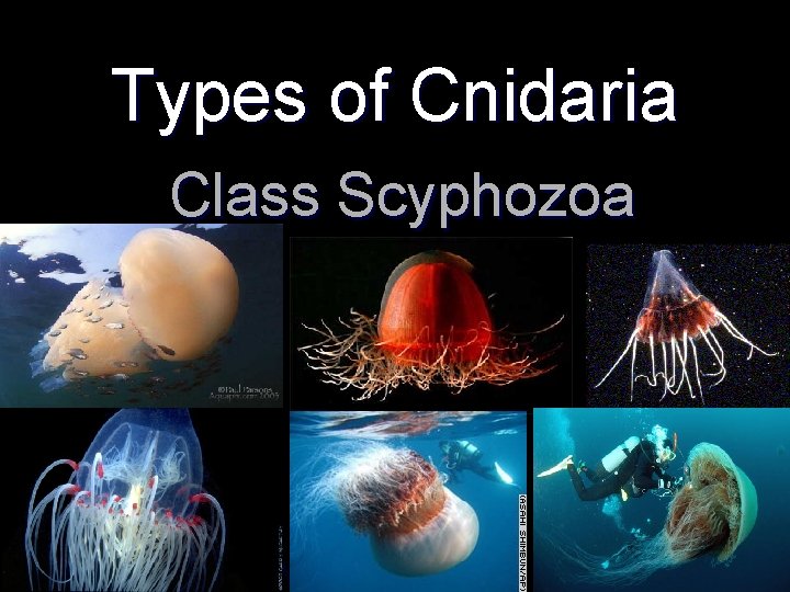 Types of Cnidaria Class Scyphozoa 