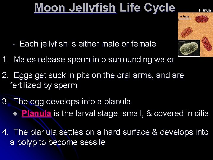 Moon Jellyfish Life Cycle - Planula Each jellyfish is either male or female 1.