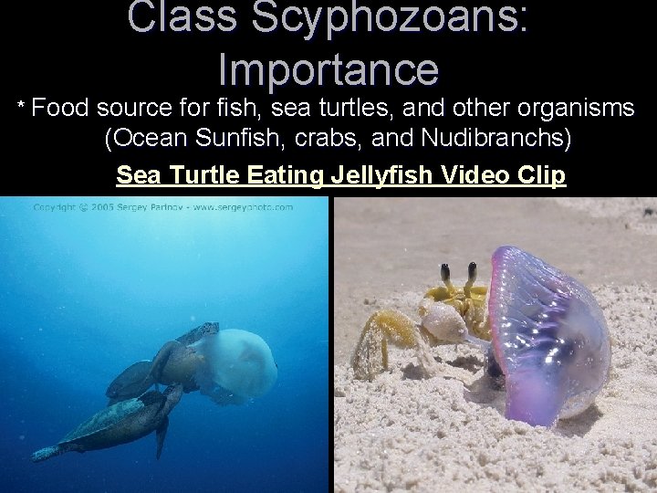 Class Scyphozoans: Importance * Food source for fish, sea turtles, and other organisms (Ocean