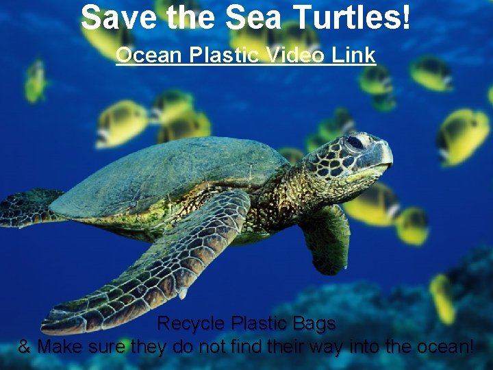 Save the Sea Turtles! Ocean Plastic Video Link Recycle Plastic Bags & Make sure