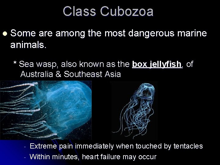 Class Cubozoa l Some are among the most dangerous marine animals. * Sea wasp,