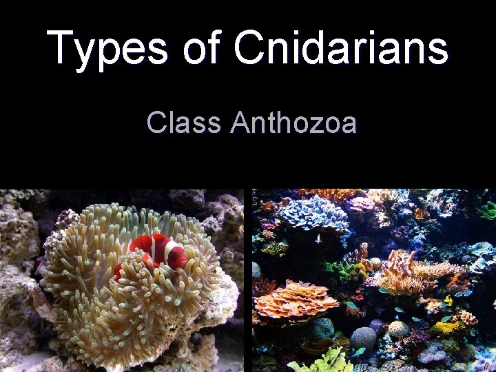 Types of Cnidarians Class Anthozoa 