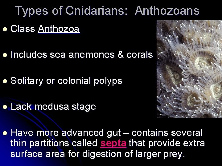 Types of Cnidarians: Anthozoans l Class Anthozoa l Includes sea anemones & corals l