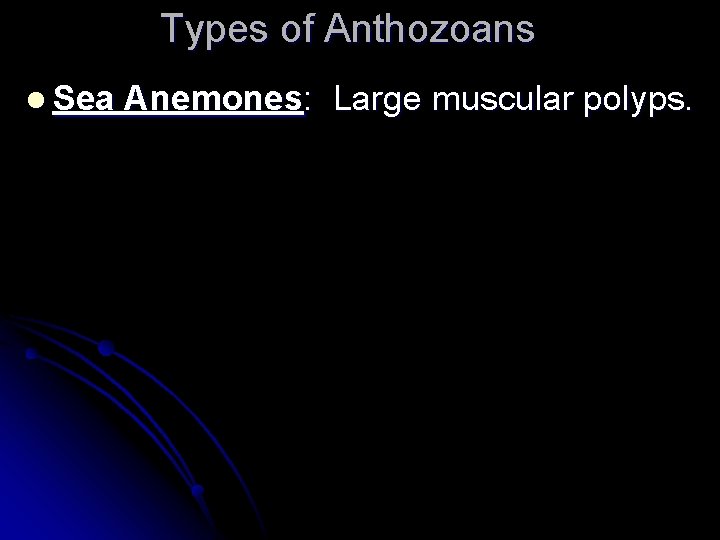 Types of Anthozoans l Sea Anemones: Large muscular polyps. 