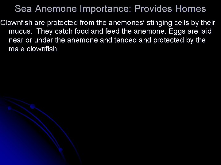 Sea Anemone Importance: Provides Homes Clownfish are protected from the anemones’ stinging cells by