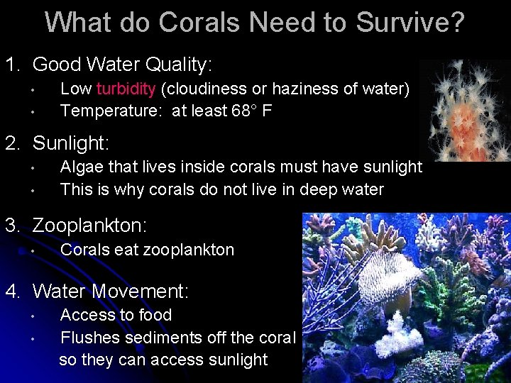 What do Corals Need to Survive? 1. Good Water Quality: • • Low turbidity