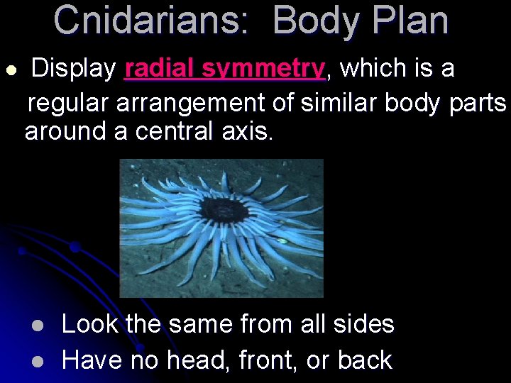 Cnidarians: Body Plan l Display radial symmetry, which is a regular arrangement of similar
