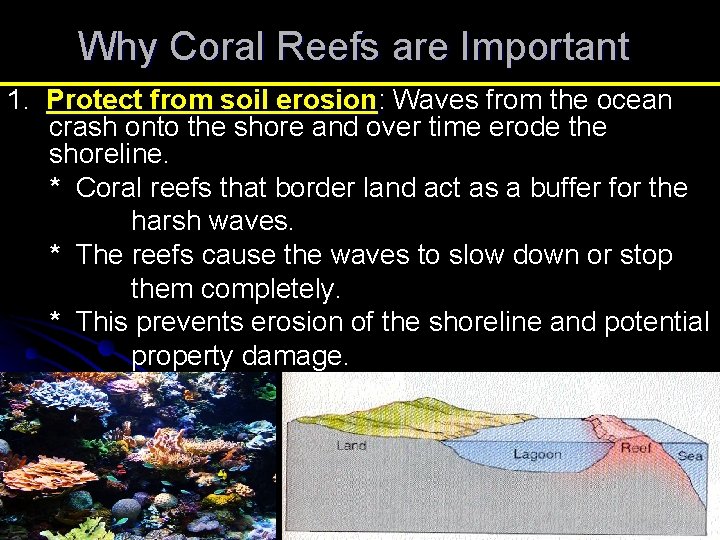 Why Coral Reefs are Important 1. Protect from soil erosion: Waves from the ocean