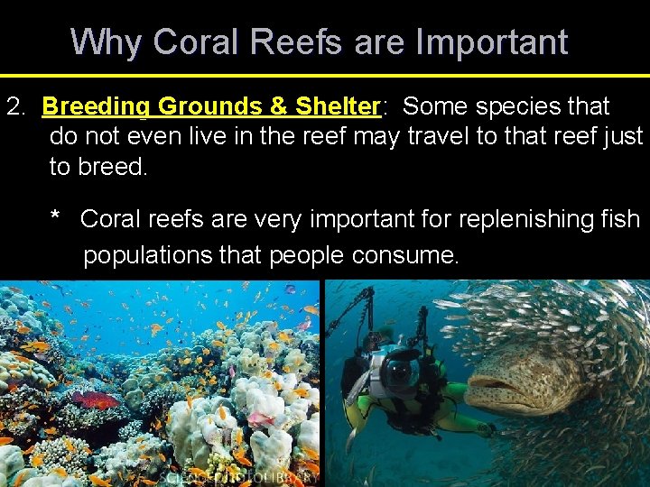 Why Coral Reefs are Important 2. Breeding Grounds & Shelter: Some species that do