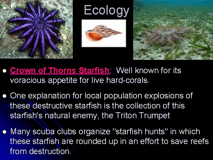 Ecology l Crown of Thorns Starfish: Well known for its voracious appetite for live