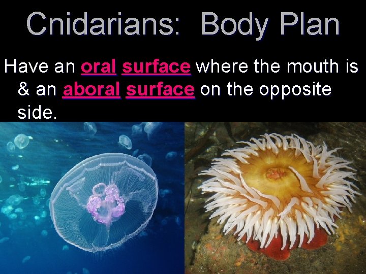 Cnidarians: Body Plan Have an oral surface where the mouth is & an aboral