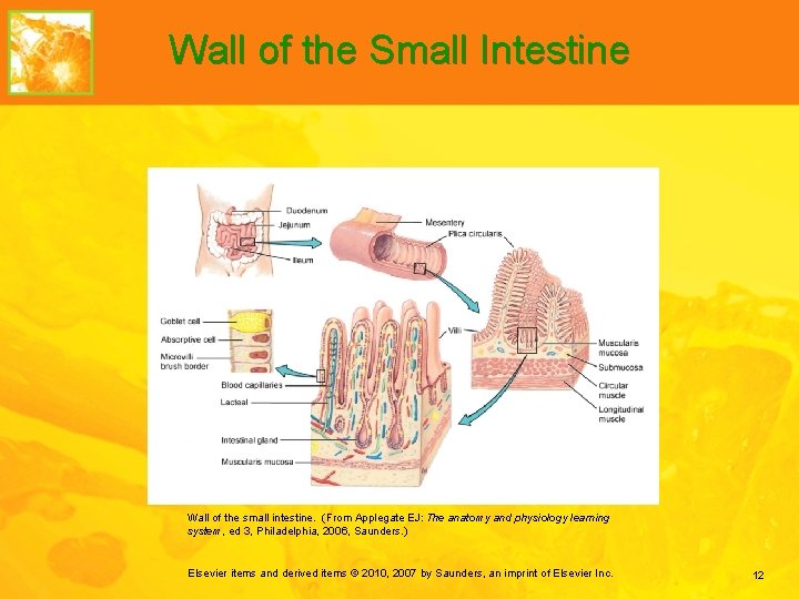 Wall of the Small Intestine Wall of the small intestine. (From Applegate EJ: The