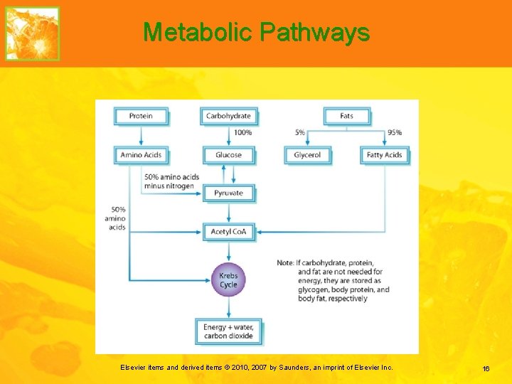 Metabolic Pathways Elsevier items and derived items © 2010, 2007 by Saunders, an imprint