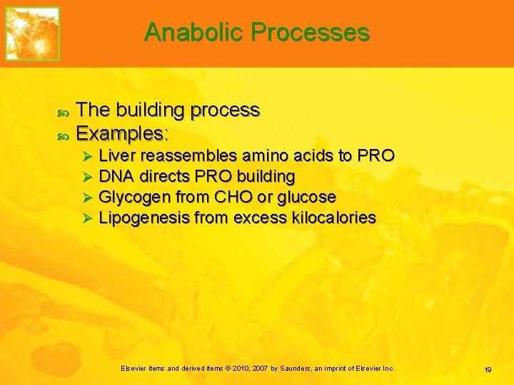 Anabolic Processes The building process Examples: Ø Ø Liver reassembles amino acids to PRO