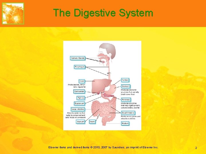 The Digestive System Elsevier items and derived items © 2010, 2007 by Saunders, an