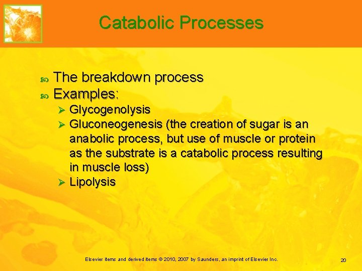 Catabolic Processes The breakdown process Examples: Glycogenolysis Gluconeogenesis (the creation of sugar is an