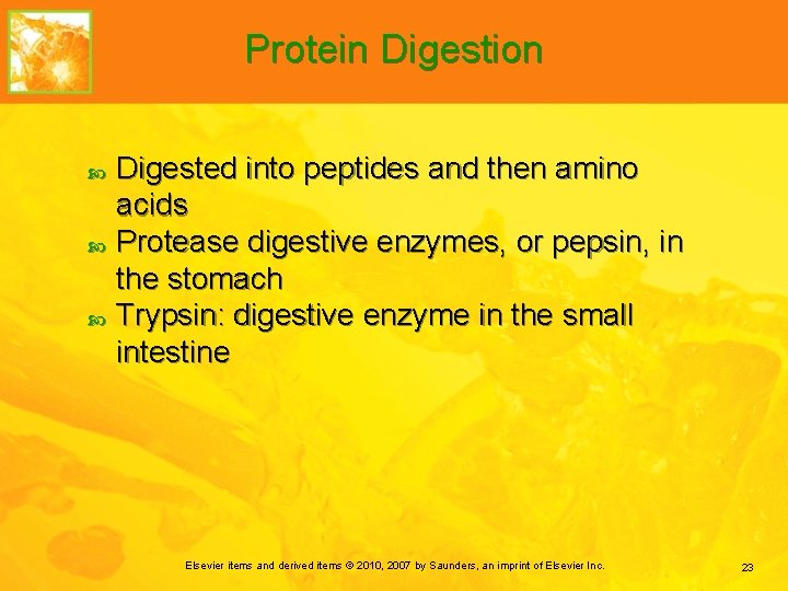 Protein Digestion Digested into peptides and then amino acids Protease digestive enzymes, or pepsin,