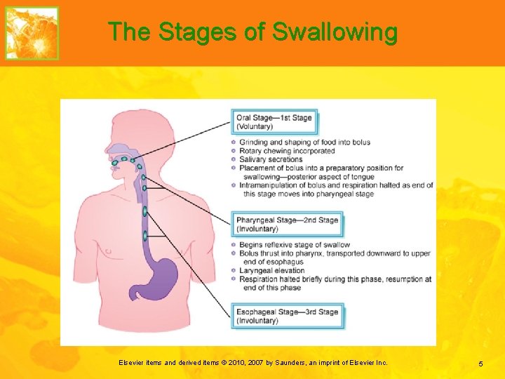The Stages of Swallowing Elsevier items and derived items © 2010, 2007 by Saunders,