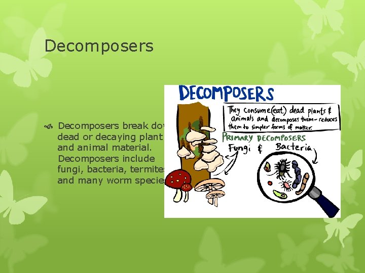 Decomposers break down dead or decaying plant and animal material. Decomposers include fungi, bacteria,