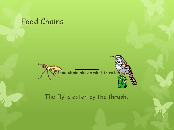 Food Chains A food chain shows what is eaten. The fly is eaten by