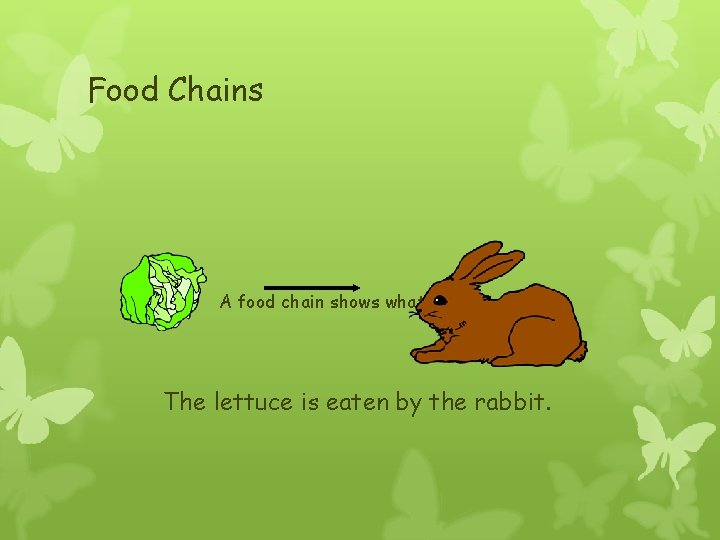 Food Chains A food chain shows what is eaten. The lettuce is eaten by