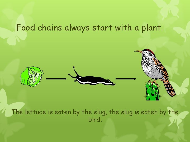 Food chains always start with a plant. The lettuce is eaten by the slug,