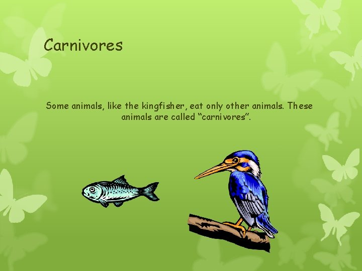 Carnivores Some animals, like the kingfisher, eat only other animals. These animals are called