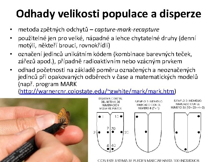 Odhady velikosti populace a disperze • metoda zpětných odchytů – capture-mark-recapture • použitelné jen