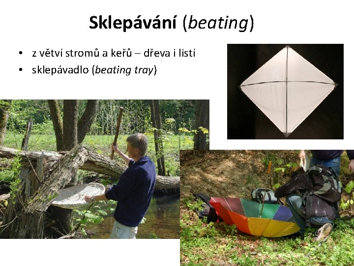 Sklepávání (beating) • z větví stromů a keřů – dřeva i listí • sklepávadlo