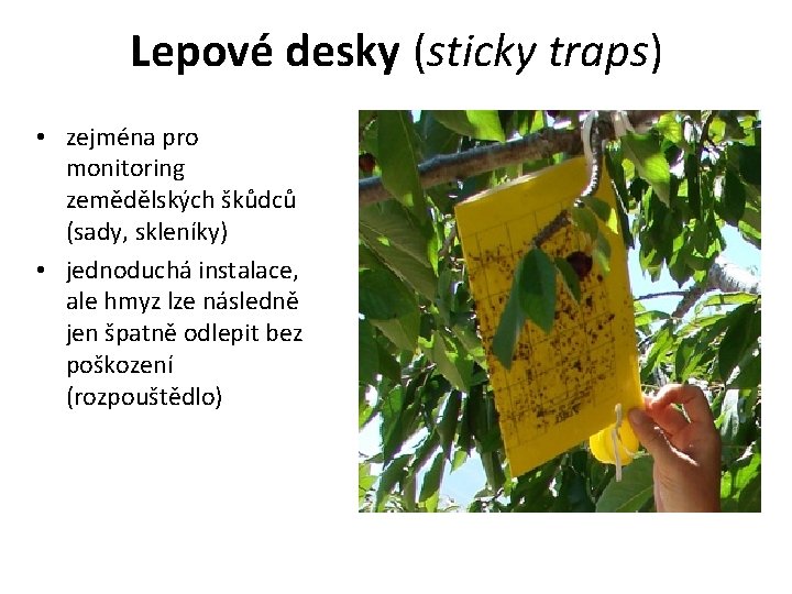 Lepové desky (sticky traps) • zejména pro monitoring zemědělských škůdců (sady, skleníky) • jednoduchá