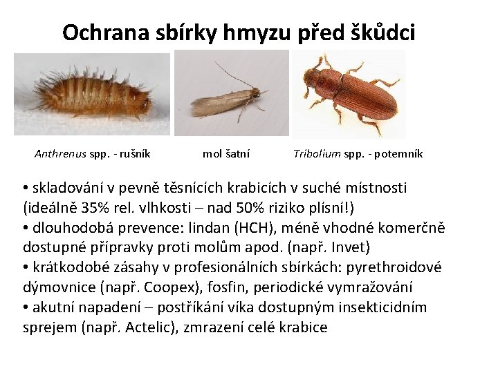 Ochrana sbírky hmyzu před škůdci Anthrenus spp. - rušník mol šatní Tribolium spp. -