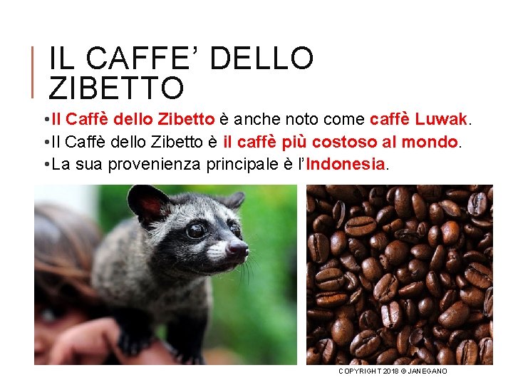 IL CAFFE’ DELLO ZIBETTO • Il Caffè dello Zibetto è anche noto come caffè