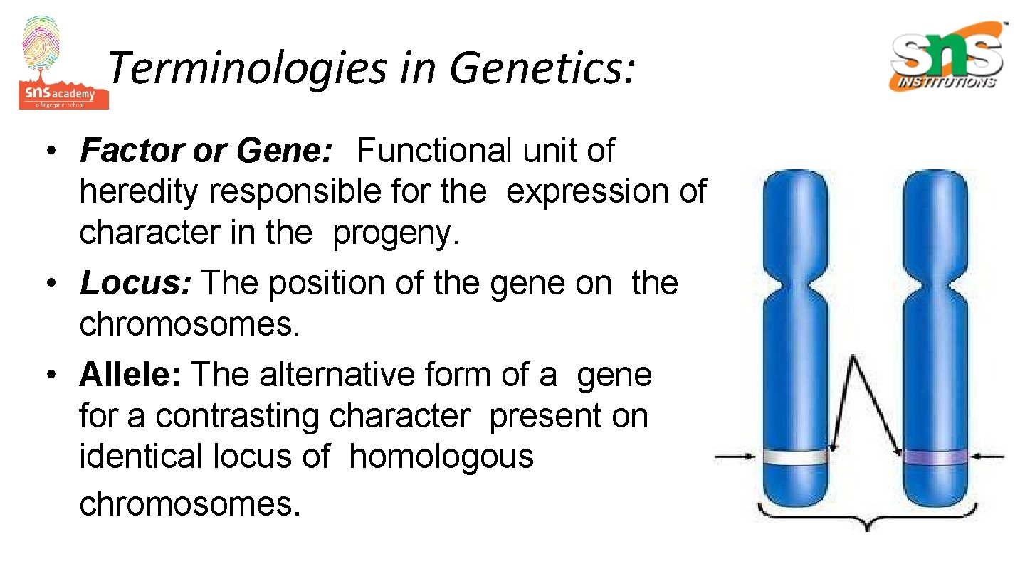 Terminologies in Genetics: • Factor or Gene: Functional unit of heredity responsible for the