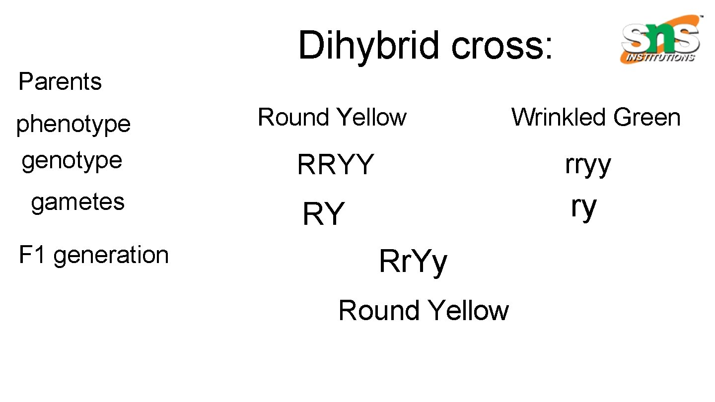 Dihybrid cross: Parents phenotype gametes F 1 generation Round Yellow Wrinkled Green RRYY rryy